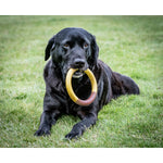 Beißring für Hunde Nylabone Ring Gelb Hamburger L