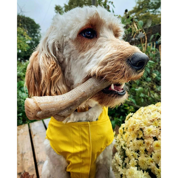 Beißring für Hunde Nylabone Braun Kakaobutter M