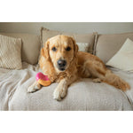 Beißring für Hunde Nylabone Rosa Bacon L