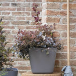 Blumentopf Deroma