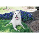 Anti-Bell-Halsband PetSafe
