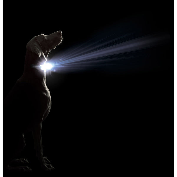 Hundehalsband Dog Gone Smart Lila 20 Licht