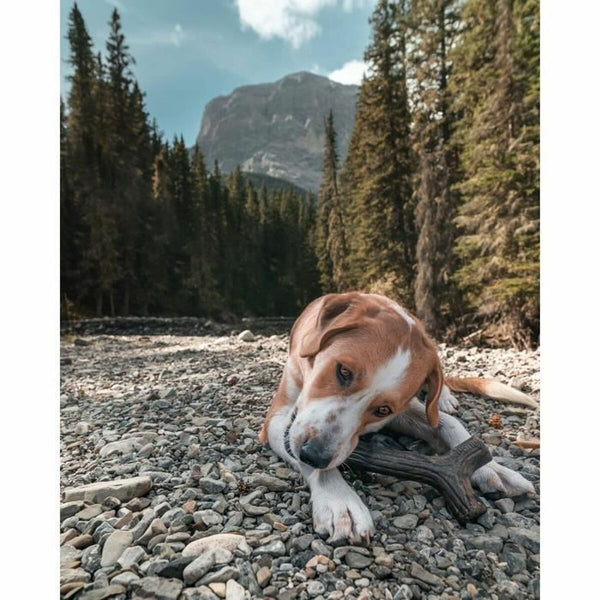 Beißring für Hunde Benebone Braun tiere