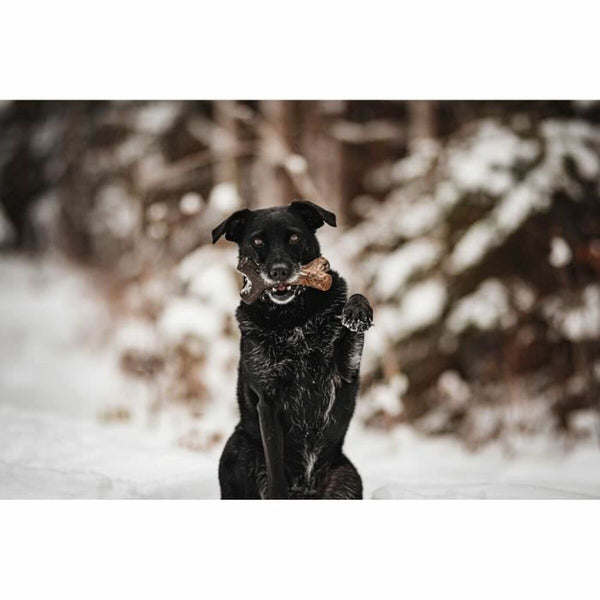 Beißring für Hunde Benebone Braun tiere