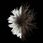 Damenparfüm Givenchy L'interdit 35 ml