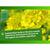 Pflanzendünger BHS 500 g