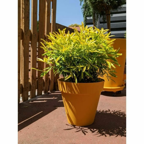 Blumentopf Riviera Bunt