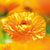 Pflegende Körpermilch Weleda 090540X7 Sanddorn