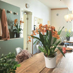 Blumentopf Lechuza Weiß