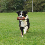Hundespielzeug Trixie Braun Canvas-Stoff Ø 8 × 20 CM