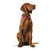 Hundehalsband Hunter Swiss Rot/Schwarz 35-43 cm