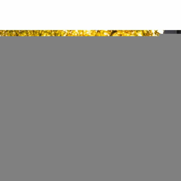 Gebläse Scheppach LBH3500P Benzin 25.4 CC