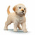 Playset Schleich 42722 9 Stücke