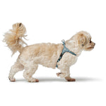 Hundegeschirr Hunter SOHO MINI Blau