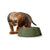 Futternapf für Hunde Hunter grün 700 ml