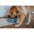 Futternapf für Hunde Hunter OSBY Blau aus Keramik 350 ml
