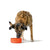 Futternapf für Hunde Hunter OSBY Orange aus Keramik 1,1 L
