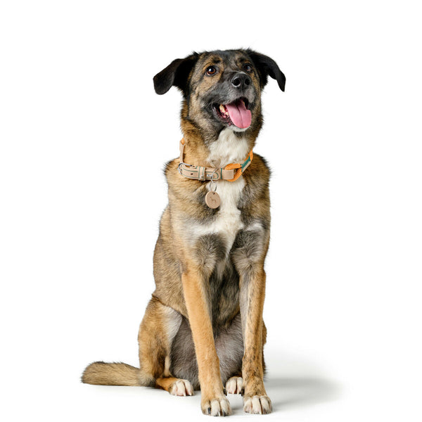 Hundehalsband Hunter Malia Orange S/M 35-44 cm