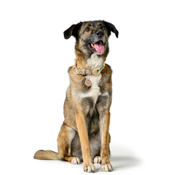 Hundehalsband Hunter MALIA grün 12 40-49 cm