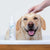 Shampoo für Haustiere VETEXPERT                                 250 ml