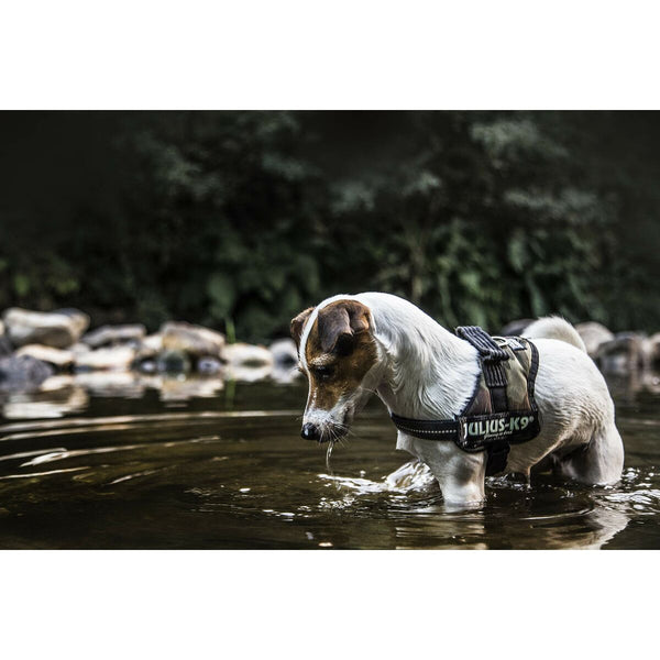 Hundegeschirr Julius K9 Power L/XL 2