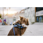 Etiketten für Geschirr Julius K9 DON'T TOUCH S Weiß Schwarz (2 Stück)