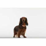 Insektenschutzmittel Tickless