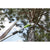 Stangensäge Greenworks G40PSF