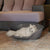 Hundebett Ferplast Siesta Deluxe 4 Dunkelgrau 61,5 x 45 x 21,5 cm