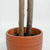 Baum Home ESPRIT Polyester Holz Zement Eukalyptusbaum 90 x 90 x 180 cm