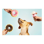 Kuscheltier für Hunde Gloria Gloicecream Bunt Polyester Polypropylen Eiscreme 9 x 9 x 17 cm