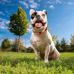 Hundehalsband Marvel M/L