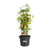 Blumentopf Elho Basics Tomato Schwarz (Ø 33 cm)