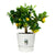 Blumentopf Elho 0464344715000 Weiß rund