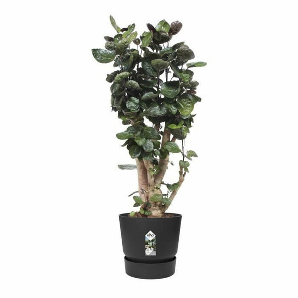 Blumentopf Elho Schwarz Kunststoff rund Moderne Ø 47 cm