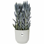 Blumentopf Elgato Weiß Ø 30 cm Kunststoff rund Moderne