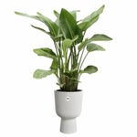 Blumentopf Elho