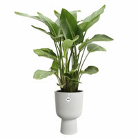 Blumentopf Elho