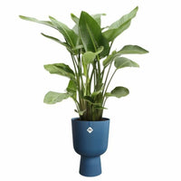 Blumentopf Elho