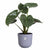Blumentopf Elho
