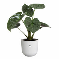 Blumentopf Elho