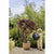 Blumentopf Elho Braun 30 x 29,5 x 25 cm