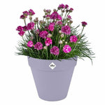 Blumentopf Elho