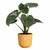 Blumentopf Elho
