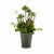 Dekorationspflanze Ibergarden XD16-819 Kork Kunststoff Blumenfeld 20 x 41 x 20 cm (6 Stück)