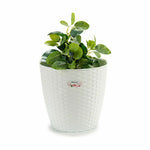 Blumentopf Stefanplast Weiß Kunststoff 29 x 26,5 x 29 cm 29 x 27 x 29 cm (6 Stück)
