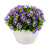 Dekorationspflanze Ibergarden S17-L048 Kunststoff Margerite 14 x 13 x 14 cm (12 Stück)