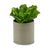 Dekorationspflanze Ibergarden YC181588 20 x 25 x 20 cm (6 Stück)