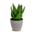 Dekorationspflanze Ibergarden YC184573 Kunststoff Aloe Vera 15 x 23,5 x 15 cm (6 Stück)