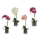 Dekorative Blume Ibergarden A18124-50-2 Orchidee 14 x 51 x 18 cm (6 Stück)